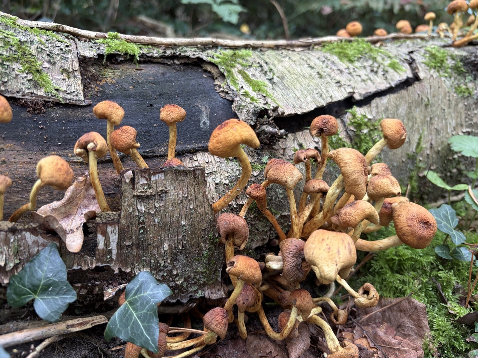 A Gathering of Mushrooms
