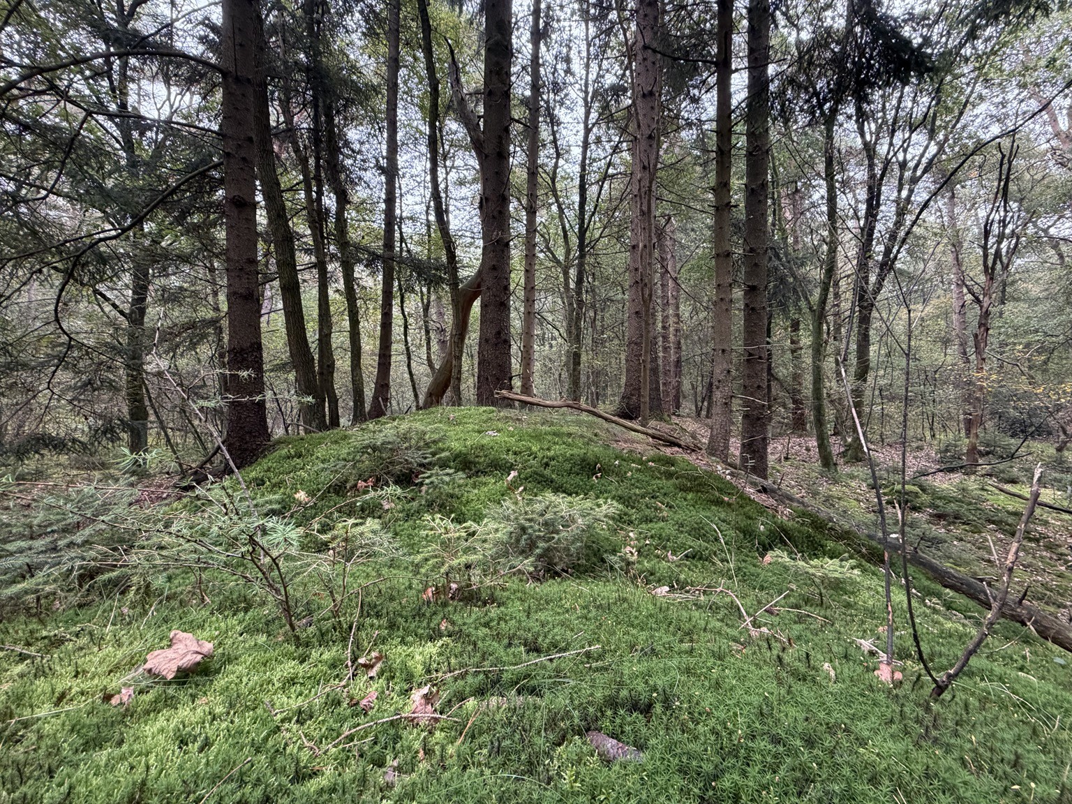The Mossy Forest Floor
